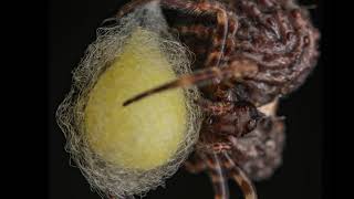 Bolas spider Ordgarius hobsoni building an egg sac [upl. by Zorah]