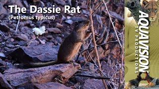 The Dassie Rat  Petromus typicus  wildlife stockfootage [upl. by Chernow]