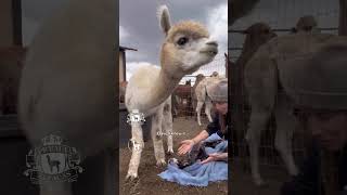 Incredible Alpaca Birth Rarest color in the world 🌹🦙🌹 babyanimal alpaca farm [upl. by Lotti220]