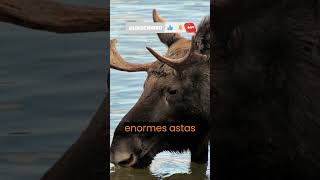 LOS ALCES SON ENORMES ANIMALES 🐃🐃 viral curiosidades animales [upl. by Ilzel]