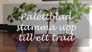 Palettblad stamma upp till ett träd [upl. by Etoile]