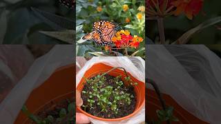 🦋Sembrar Alimento para Mariposa Monarca  Asclepia curassavica [upl. by Boothe]