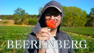 STRAWBERRY PICKING AT BEERENBERG  PETIK STROBERI DI BEERENBERG ADELAIDE AUSTRALIA [upl. by Kcirdahc]