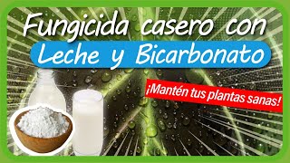 Cómo hacer un FUNGICIDA casero con BICARBONATO y LECHE  ¡EFECTIVO [upl. by Otreblaug]