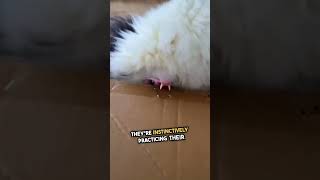 Why Do Cats Love Biting Cardboard EXPLAINED shorts [upl. by Ardet]