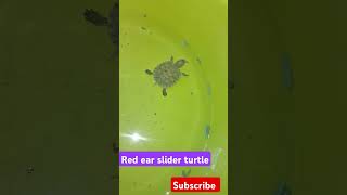 Turtle redearedslider shorts ytshorts pets aquarium [upl. by Ylus879]