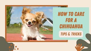 Chihuahua Care 101 Tips and Tricks [upl. by Neztnaj]