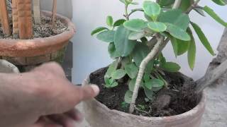 How To Katakataka Plant Re Potting  Patharchatta Plant UrduHindi [upl. by Jamilla816]