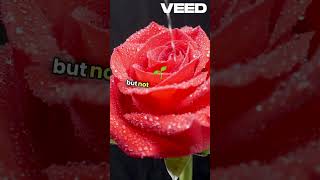 Master Flower Growing Seed to Bloom VEED [upl. by Noxaj]