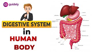 DIGESTIVE SYSTEM  HUMAN DIGESTIVE SYSTEM  DIGESTION PROCESS IN HUMAN BODY  HUMAN BIOLOGY [upl. by Ledairam]