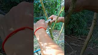 A105 Grafting fruit trees techniquesgrafting lemon wedges shorts easy YouTube youtubeshorts [upl. by Akeryt]