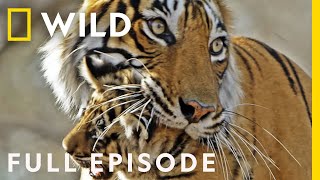 Tigress Defends Cubs Against Predators Full Episode  Clash of the Tigers [upl. by Fanchie]