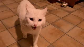 The antiASMR kitty in action NOT ASMR [upl. by Mcgregor933]