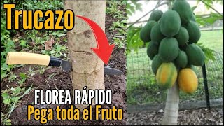 Trucazo Produce Papaya en poco tiempo y muchos frutos  FLOREA RÁPIDO [upl. by Einafit811]