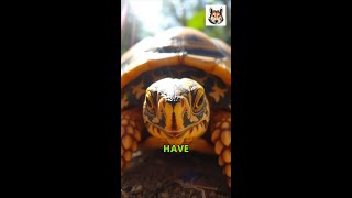 Saving the Burmese Star Tortoise A Race Against Time [upl. by Eiboj]