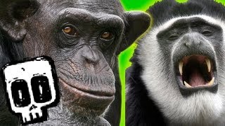 Chimps vs Colobus  Deadliest Showdowns Ep 5  Earth Unplugged [upl. by Esiuqram]