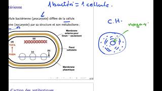 antibiotiques 3  cellule bactérienne [upl. by Aaronson]