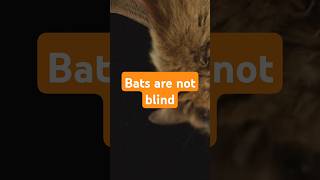 Bats are not blind  Masters of Sight and Sound [upl. by Nonnahsed]