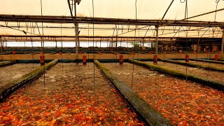 CRAZY Millions of fish at these farms [upl. by Nika]