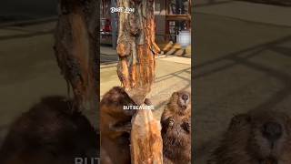 😲The Clever Way Beavers Avoid Dangershorts ytshorts nature [upl. by Areehs]