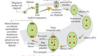 Megasporogenesis and Development of Female Gametophyte Embryosac [upl. by Agem]