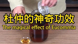 杜仲的功效與作用 The efficacy and function of Eucommia ulmoides [upl. by Leonardo]