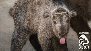 Sichuan Takin Babies at the LA Zoo [upl. by Yenahc]