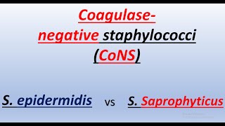 Coagulasenegative staphylococci S epidermidis vs S Saprophyticus [upl. by Hui84]