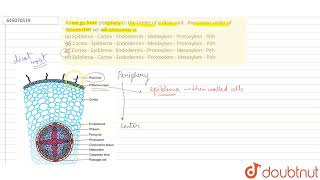 As we go from periphery to the center of a dicot root  the correct order of tissues that we wil [upl. by Pinelli]