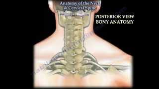 Anatomy Of The Neck amp Cervical Spine  Everything You Need To Know  Dr Nabil Ebraheim [upl. by Lars]