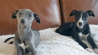 Our new Whippet Puppies [upl. by Everard374]