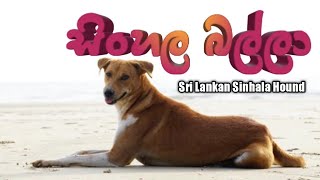 Native dogs in Sri lanka  Sinhala hound  ශ්‍රී ලංකාවේ සුනකයන් [upl. by Archie8]