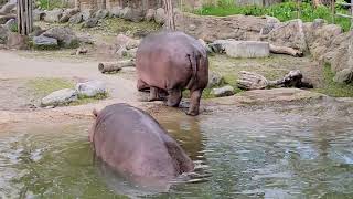 Hippos in water [upl. by Akahs]