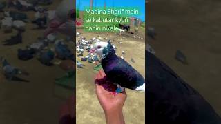 Madina Sharif mein kabutar kaun se Hain 🤔shortvideo viralvideo videoviral wateching [upl. by Cerveny985]