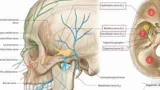 Maxillary nerve [upl. by Derwood]