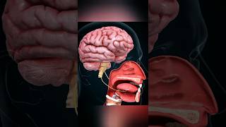 How Does Your Tongue Detect Flavor 3dmedicalcare tongue anatomy youtubeshorts [upl. by Rakel201]