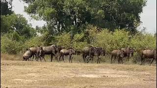 Wildebeest Migration [upl. by Irama]