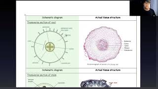 GCE O Level Biology 5090 Transport in Plants Position Structure and Function of vascular bundles [upl. by Eelirol]