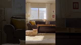 cat cats catlover catfunny cute funnycatvideos home [upl. by Turnheim]