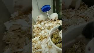 cute rat nyc russia rodents wow rizz rap uwu cutenessoverloaded fypage reels viralvideo [upl. by Langham]