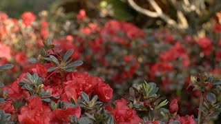 Top 3 reasons to add Majestic Encore Azaleas to your outdoor space [upl. by Brenn143]