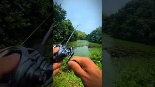 CATCHING INVASIVE FISH in FLOODED SEWERshorts fishing crazyfish viralvideo [upl. by Sanford605]