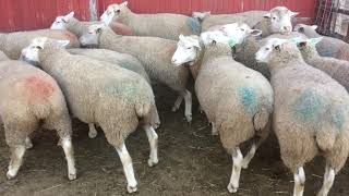 Yellow line breeding group of IleDeFrance sheep [upl. by Fortin]