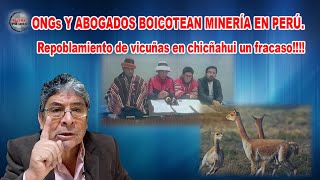 ONGs Y ABOGADOS BOICOTEAN MINERÍA EN PERÚ Repoblamiento de vicuñas en Chicñahui un fracaso [upl. by Mikeb154]