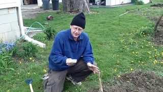 Planting Daikon Radishes Japanese Radish The Wisconsin Vegetable Gardener Straight To The Point [upl. by Balas]