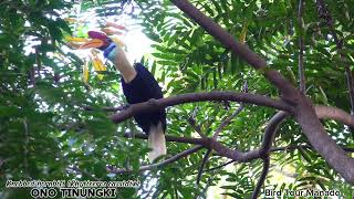 Knobbed Hornbill [upl. by Einhoj]