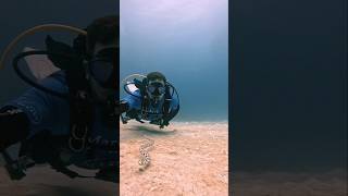 Snake eel Selfie viral scary notscary amazing scuba freediving eel gopro undersea [upl. by Anaerdna]