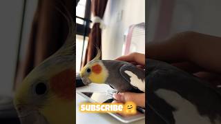 Larry the Cockatiel Subscribe or face my adorable wrath 🤗🦜 cockatielscraze [upl. by Lakim]