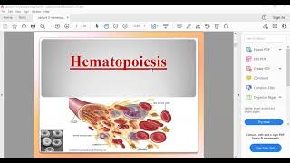 hematopoiesis Dr  faten [upl. by Flavius]