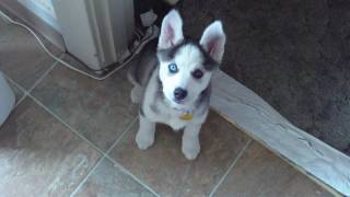 Husky Puppy Talking saying quotI love youquot [upl. by Lhok]